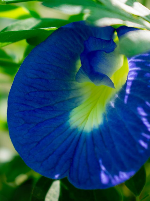 गुणों की मशीन है नीले फूलों वाला ये पौधा!