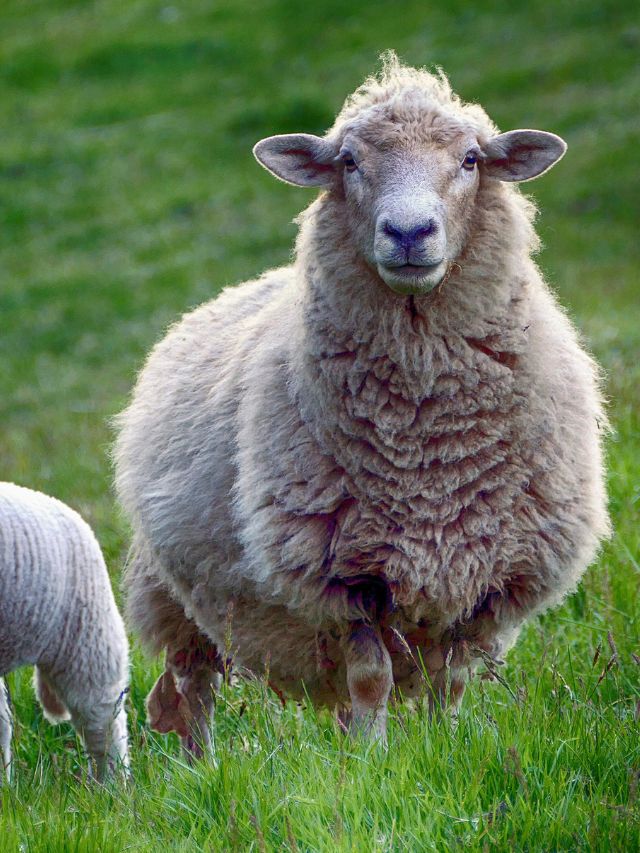 किसानों के लिए ATM से कम नहीं ये भेड़, जानें खासियत!