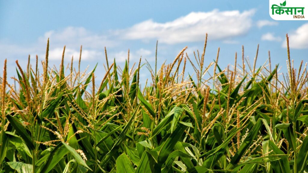 Punjab GM maize trail