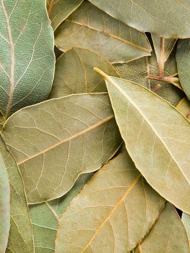 कई मर्ज की दवा है रसोई का ये मसाला! जानें चौंकाने वाले फायदे