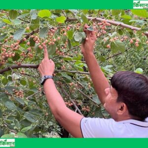 Bikaner forest developed by Professor Shyam Sundar Jyani - Kisan India