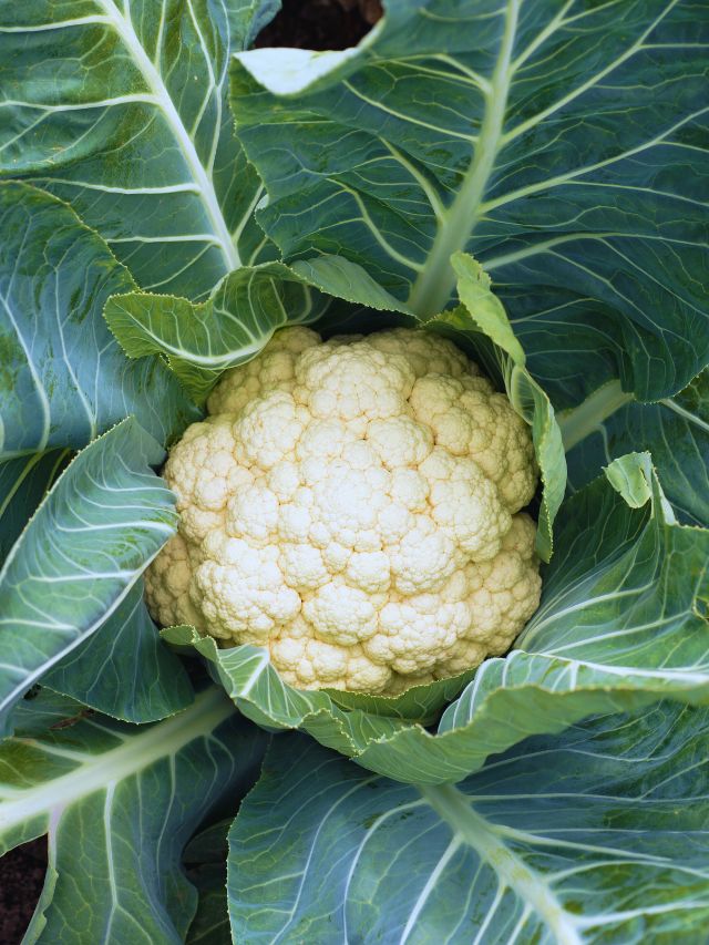 फूलगोभी खरीदते समय इन बातों का रखें खास खयाल!