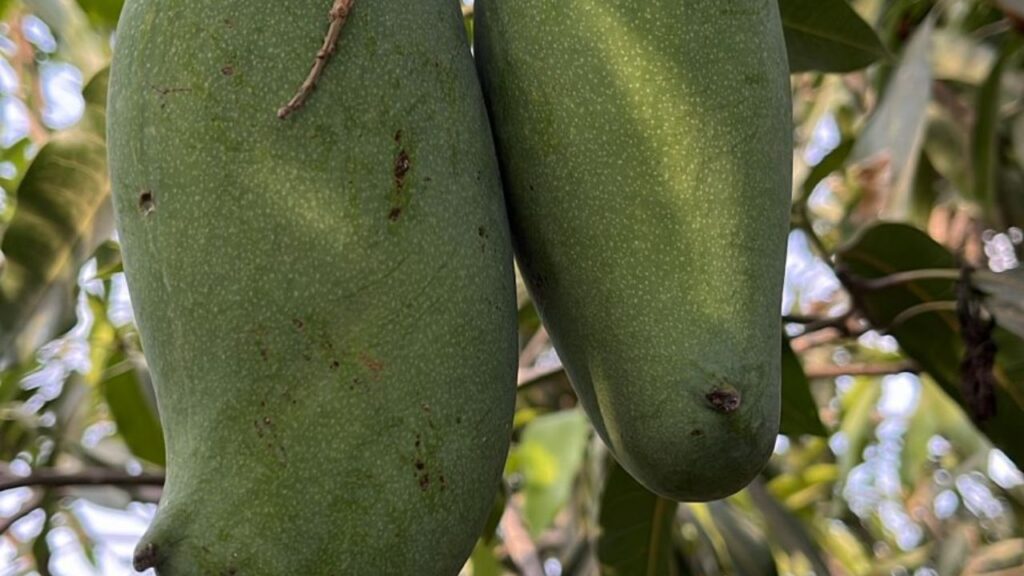 साल था 2017. कन्हैयालाल ने आंध्रप्रदेश से मंगवाए मल्लिका किस्म के आम के 300 पौधे. खास बात ये थी कि हर पौधे का बीमा भी करवाया. कंपनी ने भरोसा दिया था कि खराब पौधे बदले जाएंगे और ऐसा हुआ भी. सात साल की मेहनत के बाद आम का बगीचा तैयार हुआ. अब न बाजार जाने की जरूरत है, न मंडी के चक्कर. ग्राहक खुद खेत पर आते हैं और 90 से 95 रुपये किलो आम खरीदते हैं. सालाना 1.6 से 1.7 लाख रुपये की कमाई सिर्फ आम से हो जाती है. साल था 2017. कन्हैयालाल ने आंध्रप्रदेश से मंगवाए मल्लिका किस्म के आम के 300 पौधे. खास बात ये थी कि हर पौधे का बीमा भी करवाया. कंपनी ने भरोसा दिया था कि खराब पौधे बदले जाएंगे और ऐसा हुआ भी. सात साल की मेहनत के बाद आम का बगीचा तैयार हुआ. अब न बाजार जाने की जरूरत है, न मंडी के चक्कर. ग्राहक खुद खेत पर आते हैं और 90 से 95 रुपये किलो आम खरीदते हैं. सालाना 1.6 से 1.7 लाख रुपये की कमाई सिर्फ आम से हो जाती है.