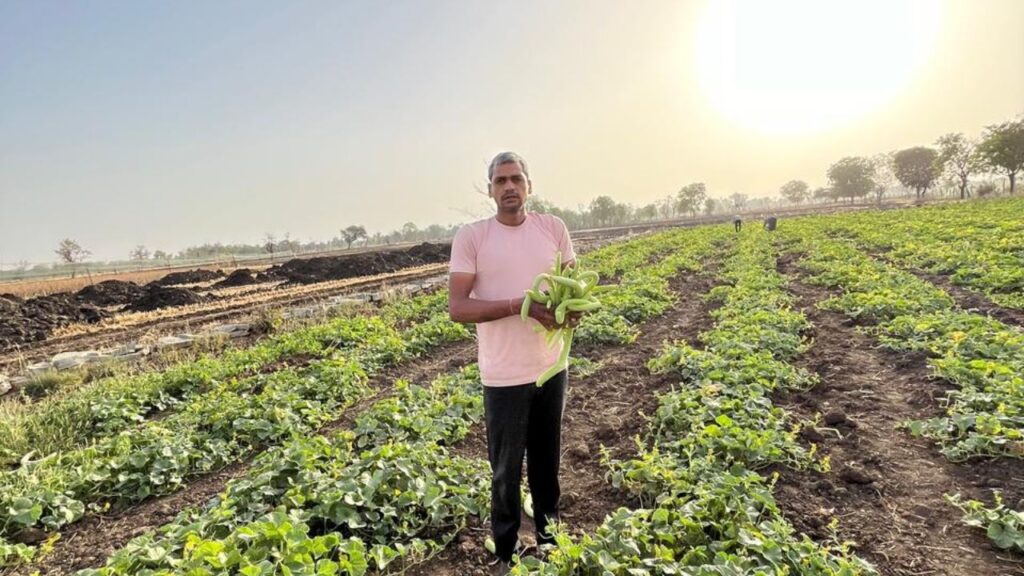 कन्हैयालाल ने खेती में सिर्फ मेहनत नहीं, दिमाग भी लगाया. उन्होंने लहसुन और मिर्च की इंटरक्रॉपिंग शुरू की. लहसुन से 70 से 75 हजार रुपये की साफ कमाई होती है. वहीं मिर्च की खेती पर 15 हजार रुपये का खर्च आता है और महीने में 30 हजार तक की बिक्री हो जाती है. यह मिर्च चार बार तोड़ी जाती है, यानी बार-बार कमाई. यही नहीं, खेत का हर कोना उपयोगी है. इसके अलावा आधा बीघा तरककड़ी में लगा दिया, जिससे 30 हजार रुपये अलग से कमा लिए. कन्हैयालाल ने खेती में सिर्फ मेहनत नहीं, दिमाग भी लगाया. उन्होंने लहसुन और मिर्च की इंटरक्रॉपिंग शुरू की. लहसुन से 70 से 75 हजार रुपये की साफ कमाई होती है. वहीं मिर्च की खेती पर 15 हजार रुपये का खर्च आता है और महीने में 30 हजार तक की बिक्री हो जाती है. यह मिर्च चार बार तोड़ी जाती है, यानी बार-बार कमाई. यही नहीं, खेत का हर कोना उपयोगी है. इसके अलावा आधा बीघा तरककड़ी में लगा दिया, जिससे 30 हजार रुपये अलग से कमा लिए.