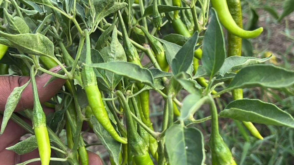 कन्हैयालाल ने बीए किया, इलेक्ट्रॉनिक्स में डिप्लोमा किया है . उन्होंने बताया कि एक साल तक मुकेश अंबानी की रिलायंस कंपनी में काम किया है. इसके अलावा उन्होंने पायरोटेक जैसी अन्य कंपनियों में भी नौकरी की है. लेकिन वो काम उसे सुकून नहीं देता था. मन बार-बार कहता था कि कुछ छूट रहा है. उसी अधूरेपन को पूरा करने के लिए उसने नौकरी छोड़ दी और गांव  आकर खेती शुरू की. जिसने जिंदगी बदल दी. आज वह न सिर्फ खुद सफल किसान है, बल्कि दूसरे युवाओं के लिए प्रेरणा बन चुका है.  कन्हैयालाल ने बीए किया, इलेक्ट्रॉनिक्स में डिप्लोमा किया है . उन्होंने बताया कि एक साल तक मुकेश अंबानी की रिलायंस कंपनी में काम किया है. इसके अलावा उन्होंने पायरोटेक जैसी अन्य कंपनियों में भी नौकरी की है. लेकिन वो काम उसे सुकून नहीं देता था. मन बार-बार कहता था कि कुछ छूट रहा है. उसी अधूरेपन को पूरा करने के लिए उसने नौकरी छोड़ दी और गांव  आकर खेती शुरू की. जिसने जिंदगी बदल दी. आज वह न सिर्फ खुद सफल किसान है, बल्कि दूसरे युवाओं के लिए प्रेरणा बन चुका है.