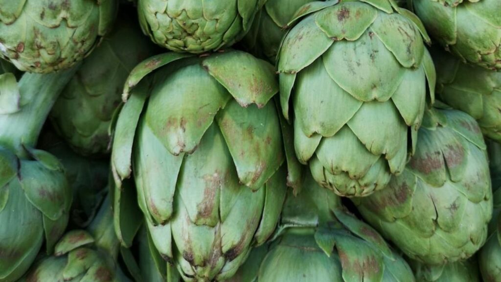 ग्लोब आर्टिचोक कटाई के लिए एक तेज चाकू का इस्तेमाल कर तने के लगभग दो इंच नीचे से काट लें. आप इसे साइड डिश के तौर पर भी ग्रिल या स्टीम कर सेवन कर सकते हैं. अगर आप इसकी कली न तोड़ें तो यह बैंगनी-नीले रंग का, 7 इंच का फूल बन जाता है जो आपके गार्डन का लुक बढ़ सकता है.  ग्लोब आर्टिचोक कटाई के लिए एक तेज चाकू का इस्तेमाल कर तने के लगभग दो इंच नीचे से काट लें. आप इसे साइड डिश के तौर पर भी ग्रिल या स्टीम कर सेवन कर सकते हैं. अगर आप इसकी कली न तोड़ें तो यह बैंगनी-नीले रंग का, 7 इंच का फूल बन जाता है जो आपके गार्डन का लुक बढ़ सकता है.