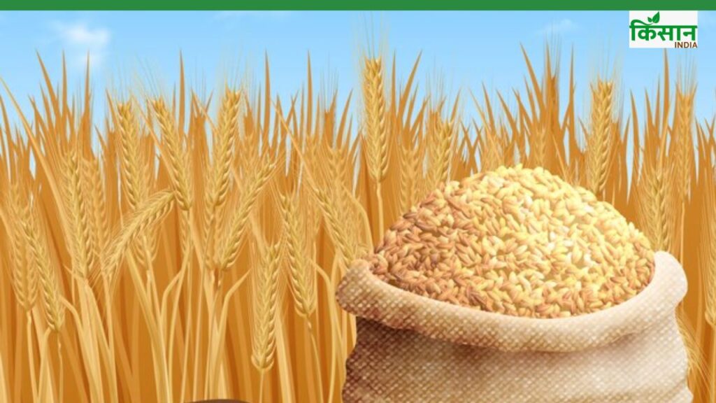 Sugar free wheat cultivation