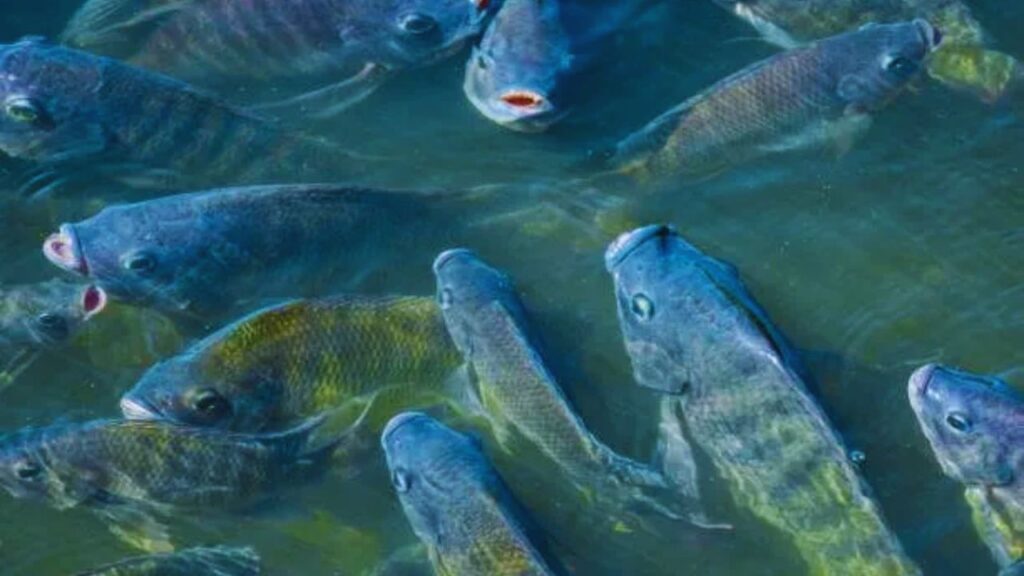 The world's healthiest fish, albacore fish, trout fish, cod fish, mackerel fish, salmon fish, these fish are rich in omega 3 fatty acids,Healthiest Fish Of The World