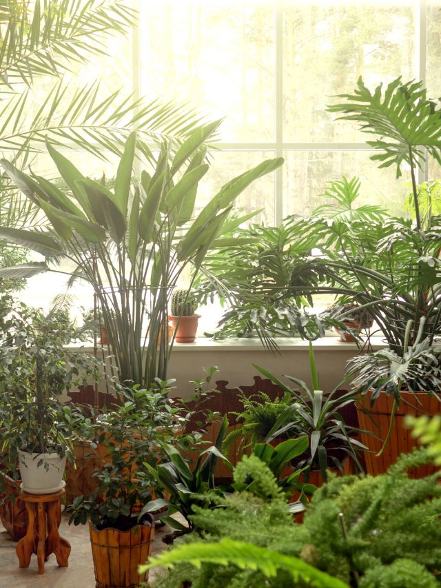 इंडोर पौधे मुरझा रहे हैं? गर्मियों में भूलकर भी न करें ये गलती