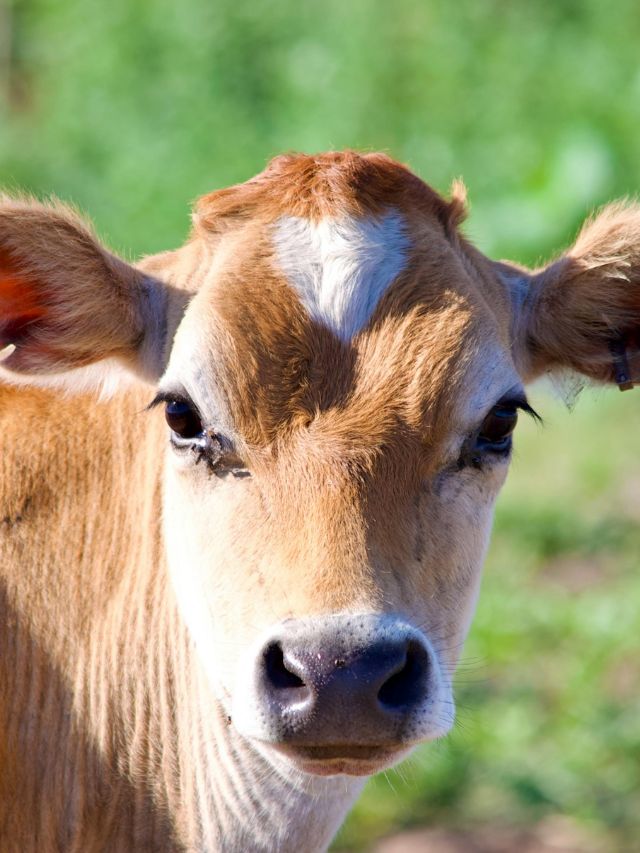 रोज 14 लीटर दूध! ये गाय किसानों के लिए बन रही ATM