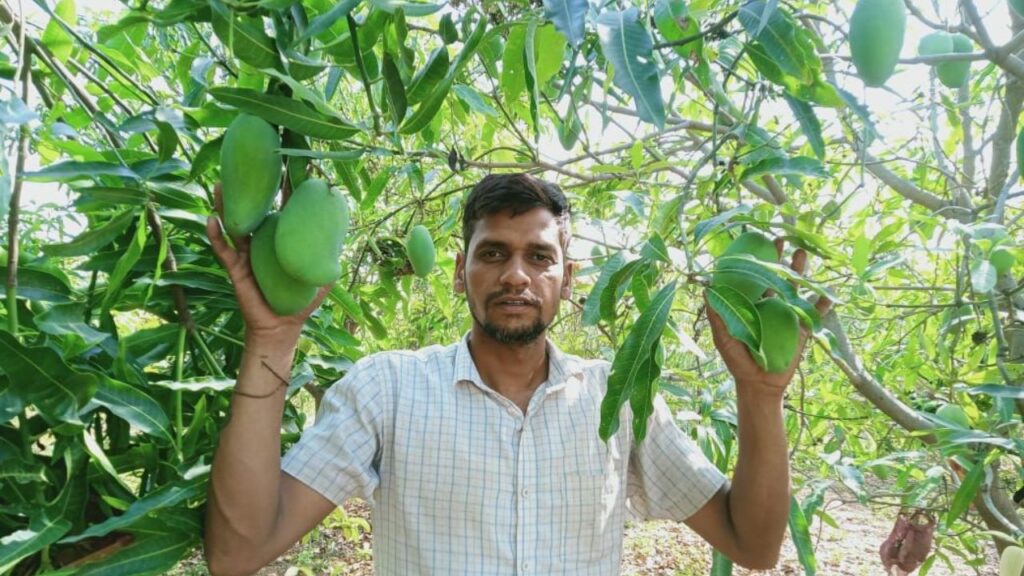 कन्हैयालाल की खेती अब गांव में एक रोल मॉडल बन चुकी है. नई तकनीकों और मार्केटिंग का सही इस्तेमाल किया. इसका परिणाम यह हुआ कि अब हर साल करीब 4 लाख रुपये की कमाई हो रही है. उन्होंने अपनी सफलता से प्रेरित होकर कुछ और किसानों को भी आम के पौधे लगाने के लिए प्रेरित किया है. उनकी कहानी साबित करती है कि सही दिशा में मेहनत से छोटी जोत भी बड़े फायदे दे सकती है. कन्हैयालाल की खेती अब गांव में एक रोल मॉडल बन चुकी है. नई तकनीकों और मार्केटिंग का सही इस्तेमाल किया. इसका परिणाम यह हुआ कि अब हर साल करीब 4 लाख रुपये की कमाई हो रही है. उन्होंने अपनी सफलता से प्रेरित होकर कुछ और किसानों को भी आम के पौधे लगाने के लिए प्रेरित किया है. उनकी कहानी साबित करती है कि सही दिशा में मेहनत से छोटी जोत भी बड़े फायदे दे सकती है.