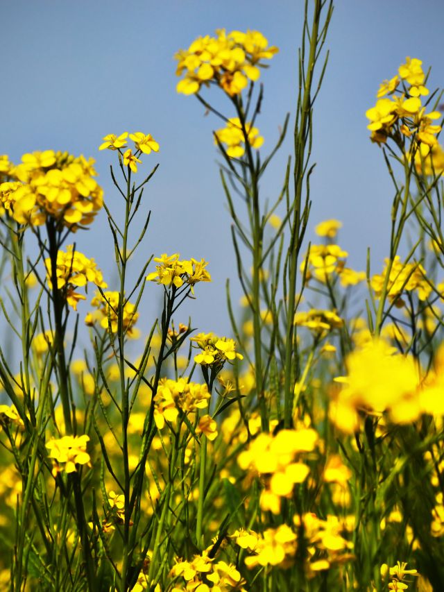 कीटों से बचाएं सरसों, जानें ये आसान तरीका!