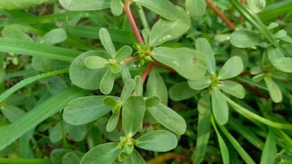 नोनी साग, पर्सलेन की एक प्रजाति है. इसे लूनी साग भी कहा जाता है. यह पोषक तत्वों से भरपूर होता है और कई तरह के स्वास्थ्य लाभ देता है. नोनी साग का सेवन सर्दियों में ज़्यादा फ़ायदेमंद माना जाता है. इसे जितिया व्रत में भी खाया जाता है.  नोनी साग, पर्सलेन की एक प्रजाति है. इसे लूनी साग भी कहा जाता है. यह पोषक तत्वों से भरपूर होता है और कई तरह के स्वास्थ्य लाभ देता है. नोनी साग का सेवन सर्दियों में ज़्यादा फ़ायदेमंद माना जाता है. इसे जितिया व्रत में भी खाया जाता है.