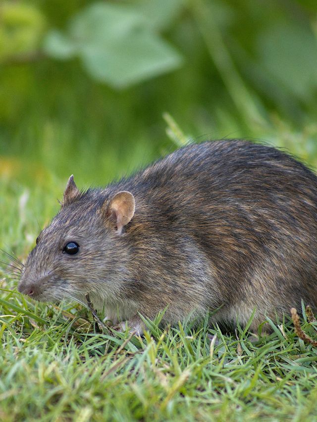 गेहूं की फसल में चूहों से छुटकारा पाने के देसी उपाय