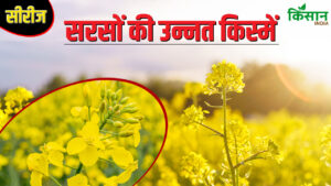 सरसों की ये किस्म 133 दिन में दिलाएगी डबल पैदावार, 42 फीसदी निकलता है तेल