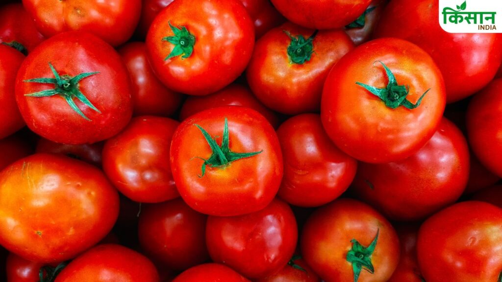 Tomato Prices Soar in Pakistan Amid Floods and Trade Disruptions, Reaching Rs 700 per Kg