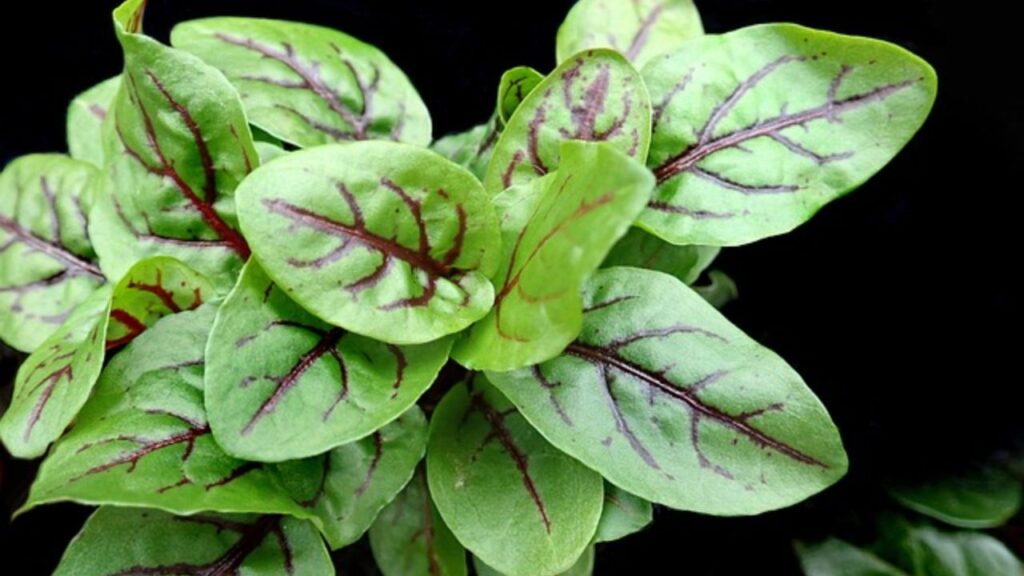 शीप सॉरेल एक छोटा, पतला, बारहमासी खरपतवार है, जो यूरोप और उत्तरी अमेरिका में पाया जाता है. इसे रुमेक्स एसिटोसेला (Rumex acetosella) के नाम से भी जाना जाता है. यह पौधा कम ऊंचाई का होता है, अक्सर एक फुट से अधिक नहीं बढ़ता है. इसके पत्ते तीर के आकार के होते हैं और एक खट्टा, तीखा स्वाद होता है. मई से अगस्त के बीच, इसमें हरे से लाल रंग के फूल खिलते हैं. शीप सॉरेल एक छोटा, पतला, बारहमासी खरपतवार है, जो यूरोप और उत्तरी अमेरिका में पाया जाता है. इसे रुमेक्स एसिटोसेला (Rumex acetosella) के नाम से भी जाना जाता है. यह पौधा कम ऊंचाई का होता है, अक्सर एक फुट से अधिक नहीं बढ़ता है. इसके पत्ते तीर के आकार के होते हैं और एक खट्टा, तीखा स्वाद होता है. मई से अगस्त के बीच, इसमें हरे से लाल रंग के फूल खिलते हैं.