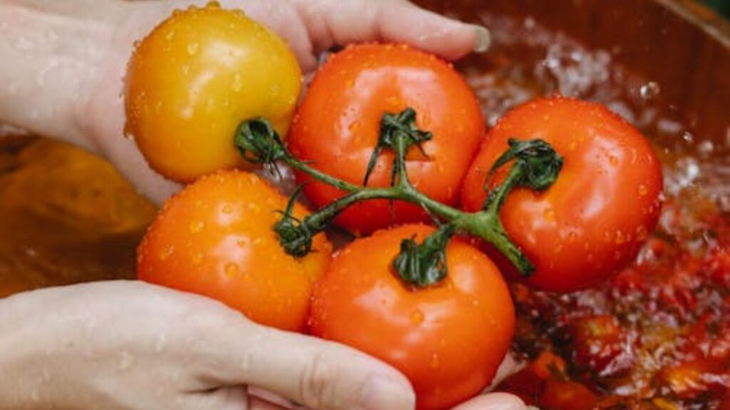 लिजानो टमाटर उन लोगों के लिए एकदम सही है जो अपने घर की बालकनी सजाना चाहते हैं. यह पौधा नीचे की ओर लटकता है, इसलिए इसे हैंगिंग बास्केट में भी उगाया जा सकता है. इसकी खासियत यह है कि यह बीमारियों से काफी हद तक सुरक्षित रहता है और लंबे समय तक फल देता है. लिजानो टमाटर उन लोगों के लिए एकदम सही है जो अपने घर की बालकनी सजाना चाहते हैं. यह पौधा नीचे की ओर लटकता है, इसलिए इसे हैंगिंग बास्केट में भी उगाया जा सकता है. इसकी खासियत यह है कि यह बीमारियों से काफी हद तक सुरक्षित रहता है और लंबे समय तक फल देता है.