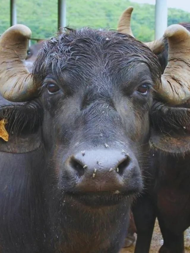 डेयरी बिजनेस के लिए परफेक्ट है भैंस की ये नस्ल!