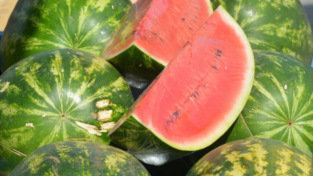 तरबूज में मौजूद पानी की भरपूर मात्रा शरीर को लंबे समय तक हाइड्रेट रखती है और इसके एंजाइम्स पाचन को दुरुस्त करने में मदद करते हैं. यह गर्मी में पेट को ठंडा और हल्का बनाए रखता है. तरबूज में मौजूद पानी की भरपूर मात्रा शरीर को लंबे समय तक हाइड्रेट रखती है और इसके एंजाइम्स पाचन को दुरुस्त करने में मदद करते हैं. यह गर्मी में पेट को ठंडा और हल्का बनाए रखता है.