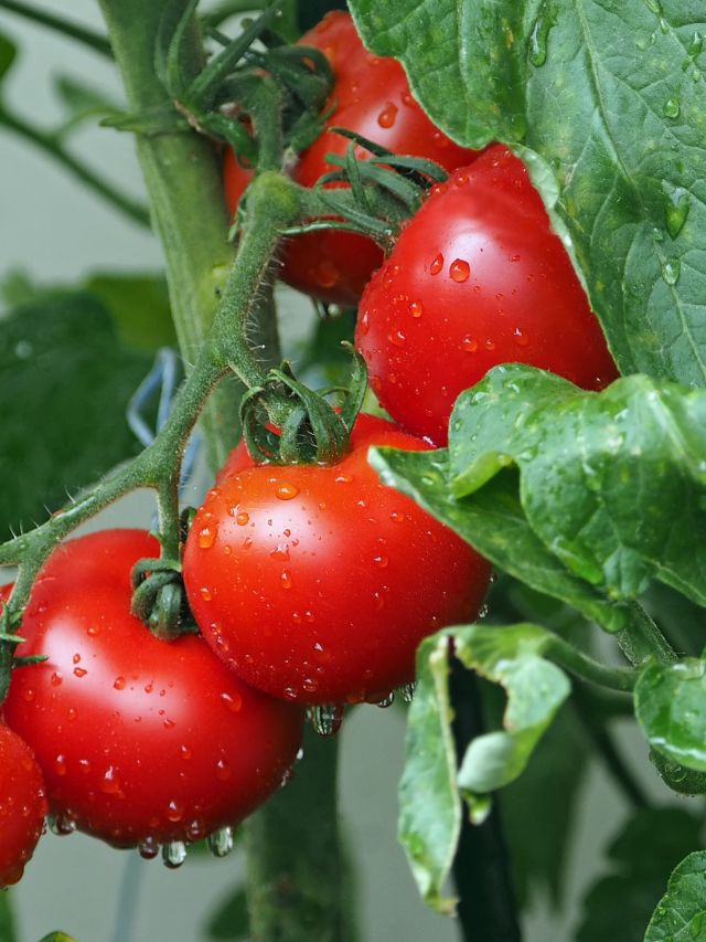 घर में रखे टमाटर से उगाएं नया पौधा, जानें आसान तरीका