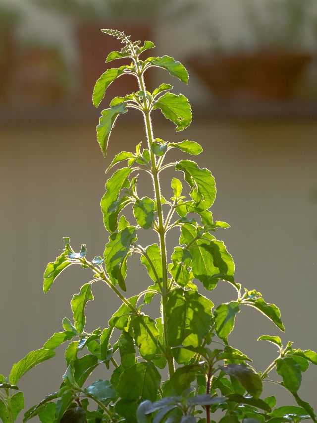 तुलसी मंजरी तोड़ने में की गलती तो हो सकता है बड़ा नुकसान!