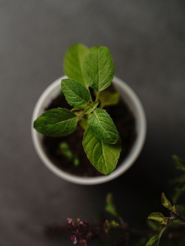 तुलसी के ये उपाय खोल सकते हैं बंद किस्मत के ताले!