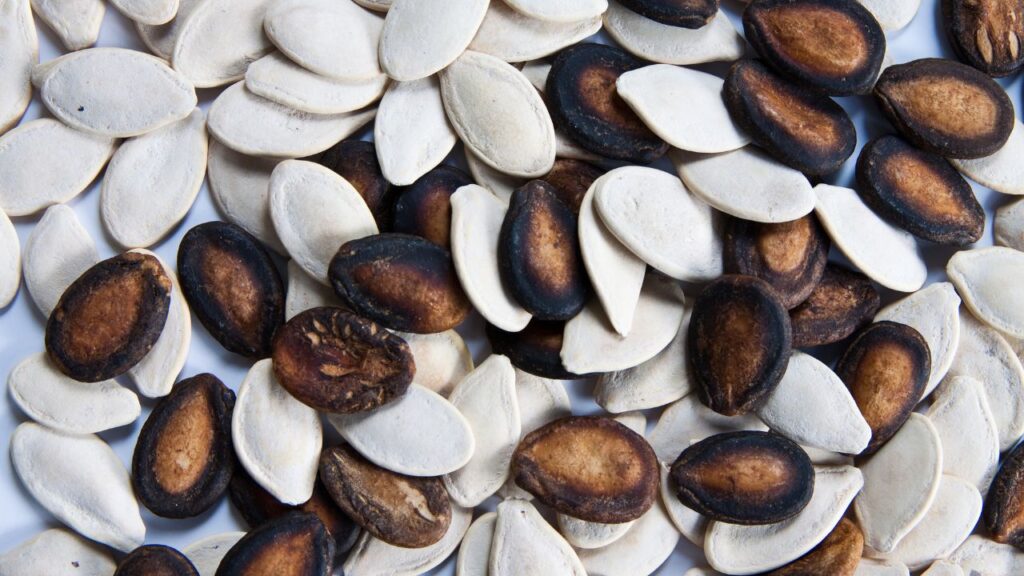 अगर बीज नरम हैं तो 20–25 तक खाए जा सकते हैं लेकिन अगर बीजों का छिलका काला हो तो 5–10 बीज ही खाएं. अगर आपको तरबूज से एलर्जी है, तो इसका सेवन करने से पहले डॉक्टर की सलाह जरूर लें.  (Disclaimer: इस खबर में दी गई जानकारी केवल सामान्य ज्ञान पर आधारित है.)  अगर बीज नरम हैं तो 20–25 तक खाए जा सकते हैं लेकिन अगर बीजों का छिलका काला हो तो 5–10 बीज ही खाएं. अगर आपको तरबूज से एलर्जी है, तो इसका सेवन करने से पहले डॉक्टर की सलाह जरूर लें.  (Disclaimer: इस खबर में दी गई जानकारी केवल सामान्य ज्ञान पर आधारित है.)