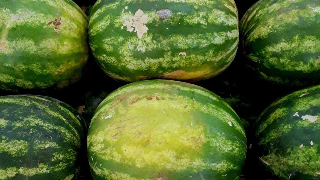 तरबूज का छिलका गाढ़ा हरा, थोड़ा मैट लुक वाला और सख्त होना चाहिए. अगर छिलका बहुत चमकदार या चिकना है तो हो सकता है कि वह पूरी तरह पका न हो. साथ ही, छिलके पर चोट या डेंट नहीं होने चाहिए. ये खराब हिस्सों का संकेत हो सकते हैं. तरबूज का छिलका गाढ़ा हरा, थोड़ा मैट लुक वाला और सख्त होना चाहिए. अगर छिलका बहुत चमकदार या चिकना है तो हो सकता है कि वह पूरी तरह पका न हो. साथ ही, छिलके पर चोट या डेंट नहीं होने चाहिए. ये खराब हिस्सों का संकेत हो सकते हैं.