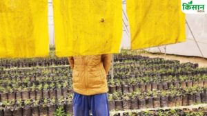 बिना पैसा खर्च किए कीटों से पाएं छुटकारा, बस खाली बोरी और ग्रीस से होगा कमाल