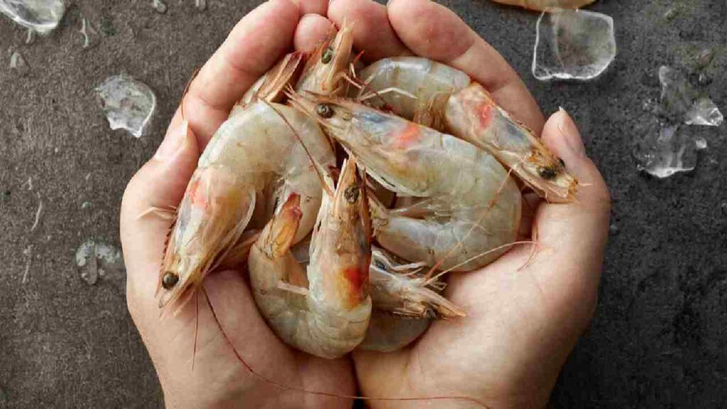 Australia Lifts Ban on Indian Prawn Imports, Bringing Major Relief to Andhra’s Aqua Farmers