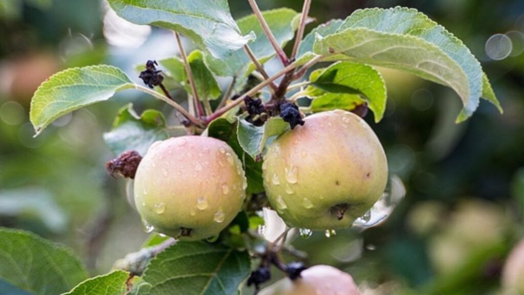 सेब किसानों को अलर्ट: कश्मीर में फफूंद संक्रमण का बढ़ा खतरा, फोटो क्रेडिट-pexels सेब किसानों को अलर्ट: कश्मीर में फफूंद संक्रमण का बढ़ा खतरा, फोटो क्रेडिट-pexels