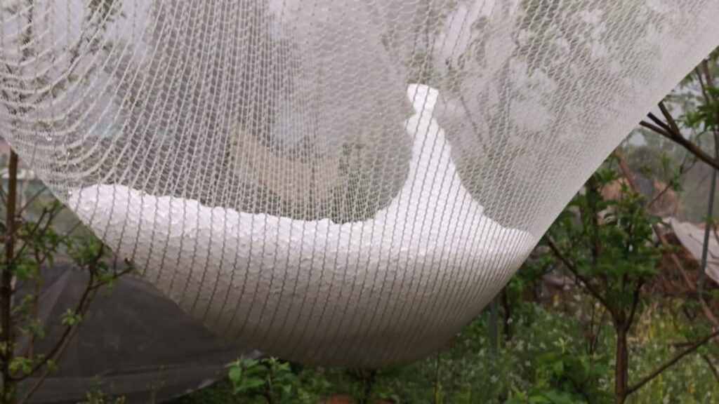 कई किसानों का कहना है कि कहना है कि यदि अप्रैल के पहले सप्ताह में भी बारिश और ठंड जारी रहा तो सेब का उत्पादन इस साल काफी गिर सकता है.  कई किसानों का कहना है कि कहना है कि यदि अप्रैल के पहले सप्ताह में भी बारिश और ठंड जारी रहा तो सेब का उत्पादन इस साल काफी गिर सकता है.