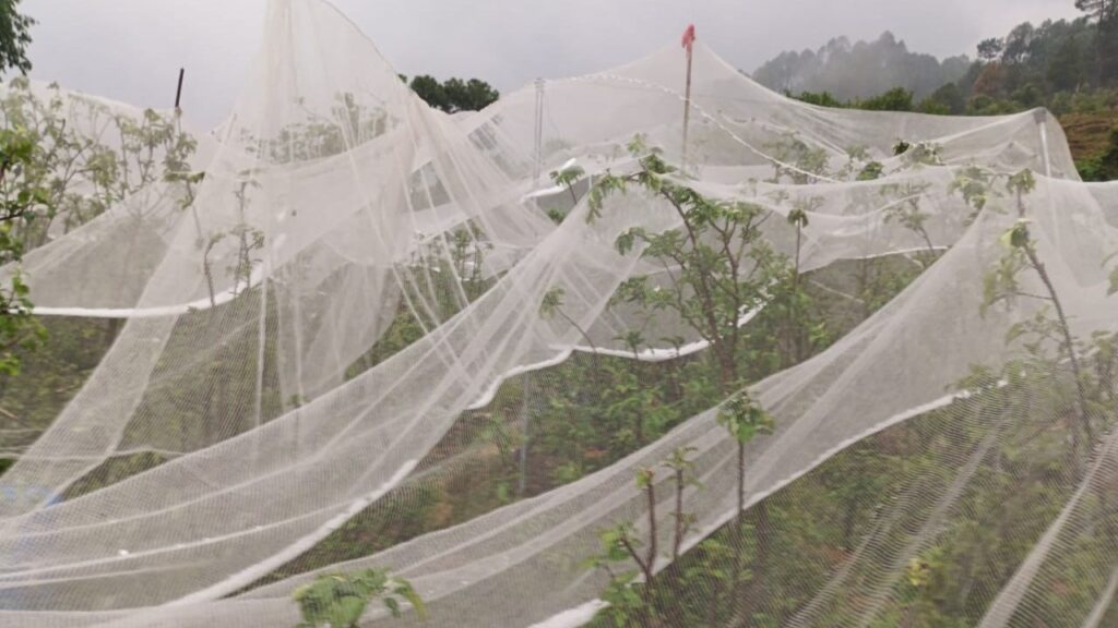 राम चंद्र नौटियाल आगे बताते हैं बागवानों में ओलों से बचाव के लिए हेल नेट भी लगाएं थे, लेकिन इस बार ओलों से बारिश और ओलावृष्टि सेब के लिए घातक साबित हो रहा है.  राम चंद्र नौटियाल आगे बताते हैं बागवानों में ओलों से बचाव के लिए हेल नेट भी लगाएं थे, लेकिन इस बार ओलों से बारिश और ओलावृष्टि सेब के लिए घातक साबित हो रहा है.