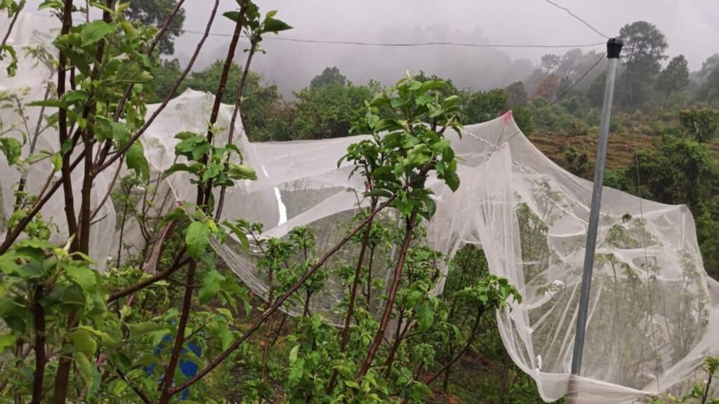 उत्तराखंड जिला उद्यान अधिकारी डॉ. दिवांकर तिवारी ने बताया कि जल्द ही नुकसान का सर्वे किया जाएगा. वहीं उन्होंने किसानों को बगीचों में पानी जमा न होने देने और जरूरत पड़ने पर फफूंदनाशक का छिड़काव करने की सलाह दी है.  उत्तराखंड जिला उद्यान अधिकारी डॉ. दिवांकर तिवारी ने बताया कि जल्द ही नुकसान का सर्वे किया जाएगा. वहीं उन्होंने किसानों को बगीचों में पानी जमा न होने देने और जरूरत पड़ने पर फफूंदनाशक का छिड़काव करने की सलाह दी है.