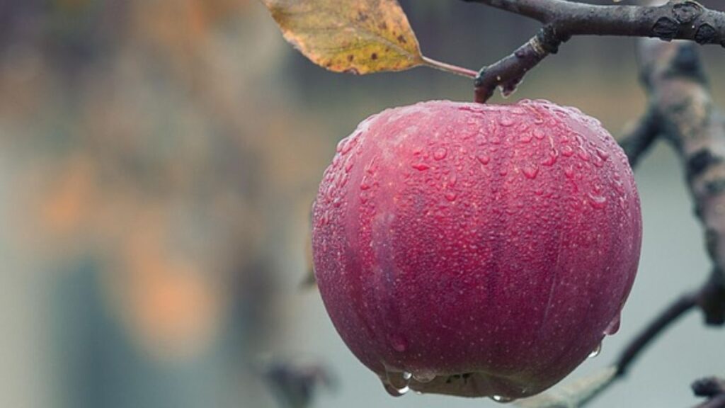 उत्तरकाशी में आंधी-बारिश और ओले गिरने से फसलों को नुकसान पहुंचा है. किसानों ने बताया कि फल बनने से पहले ही फसल चौपट हो गई है. उत्तरकाशी में आंधी-बारिश और ओले गिरने से फसलों को नुकसान पहुंचा है. किसानों ने बताया कि फल बनने से पहले ही फसल चौपट हो गई है.