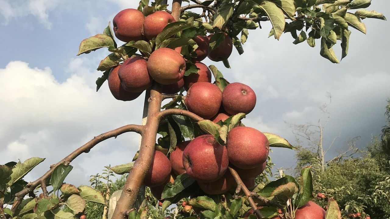 Alternaria Leaf Spot Disease Spreads In Apple Orchards Himachal Pradesh News