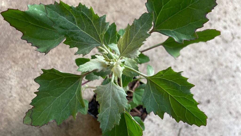 बथुआ सर्दियों में मिलने वाला पौष्टिक साग है, जो स्वाद और सेहत दोनों से भरपूर है. यह विटामिन, आयरन और कैल्शियम जैसे पोषक तत्वों से भरपूर होते हैं, जो इम्युनिटी बढ़ाने, खून की कमी दूर करने और आंखों की रोशनी तेज करने में मदद करते हैं. यह पथरी, स्किन प्रॉब्लम्स और माहवारी की समस्याओं में भी फायदेमंद होता है. बथुआ सर्दियों में मिलने वाला पौष्टिक साग है, जो स्वाद और सेहत दोनों से भरपूर है. यह विटामिन, आयरन और कैल्शियम जैसे पोषक तत्वों से भरपूर होते हैं, जो इम्युनिटी बढ़ाने, खून की कमी दूर करने और आंखों की रोशनी तेज करने में मदद करते हैं. यह पथरी, स्किन प्रॉब्लम्स और माहवारी की समस्याओं में भी फायदेमंद होता है.