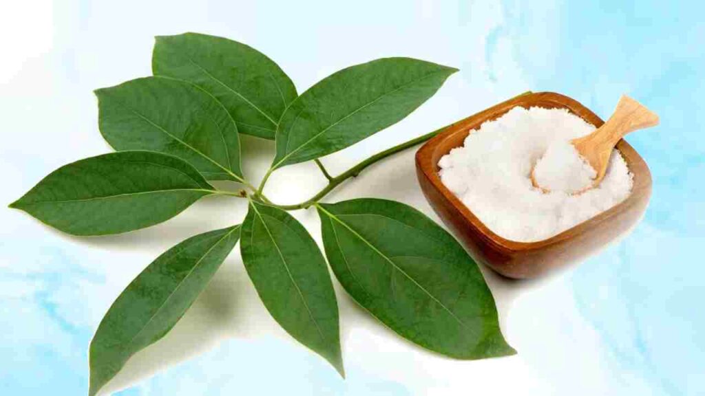 Grow Camphor Plant at Home: Tips to Keep Your Home Green, Fragrant, and Healthy