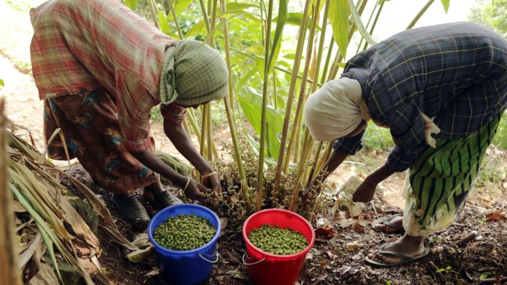 मालाबार इलायची की खेती से 12 साल तक कमाए मुनाफा, फोटो क्रेडिट- pexels मालाबार इलायची की खेती से 12 साल तक कमाए मुनाफा, फोटो क्रेडिट- pexels