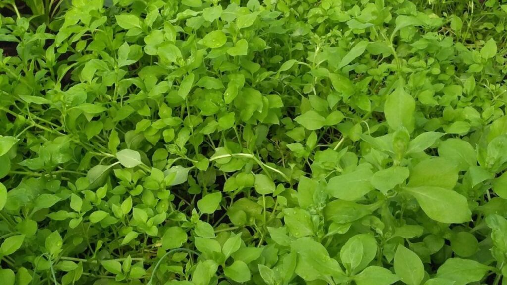 चिकवीड (Stellaria media) एक छोटा, फैलने वाला वार्षिक खरपतवार है, जो अपनी चिकनी, अंडाकार पत्तियों और सफेद, छोटे फूलों के लिए जाना जाता है. यह उत्तरी और दक्षिणी गोलार्ध में आम है और अक्सर लॉन, बगीचों और खतों में पाया जाता है. चिकवीड (Stellaria media) एक छोटा, फैलने वाला वार्षिक खरपतवार है, जो अपनी चिकनी, अंडाकार पत्तियों और सफेद, छोटे फूलों के लिए जाना जाता है. यह उत्तरी और दक्षिणी गोलार्ध में आम है और अक्सर लॉन, बगीचों और खतों में पाया जाता है.