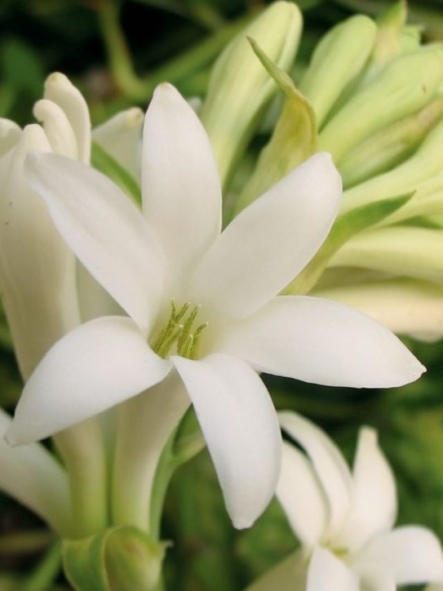 बालकनी में उगाएं ये फूल, खुशबू से महक उठेगा पूरा घर!