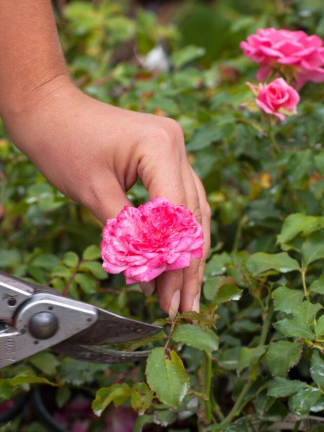 गुलाब में फूल नहीं आ रहे? सर्दी में डालें ये 5 रुपये वाली चीज!