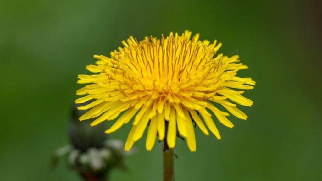 डंडेलियन की जड़ों में शक्तिशाली औषधीय गुण होते हैं, जो कुछ मामलों में कैंसर के इलाज में कीमोथेरेपी की तरह सहायक हो सकते हैं. रिसर्च में इसे वैकल्पिक चिकित्सा में गंभीर बीमारियों के उपचार के लिए उपयोगी बताया गया है. इसकी पत्तियां, फूल और जड़ सब कुछ खाया जा सकता है. पत्तियां सलाद में, फूलों से वाइन और जड़ को सुखाकर कॉफी बनाया जा सकता है. डंडेलियन की जड़ों में शक्तिशाली औषधीय गुण होते हैं, जो कुछ मामलों में कैंसर के इलाज में कीमोथेरेपी की तरह सहायक हो सकते हैं. रिसर्च में इसे वैकल्पिक चिकित्सा में गंभीर बीमारियों के उपचार के लिए उपयोगी बताया गया है. इसकी पत्तियां, फूल और जड़ सब कुछ खाया जा सकता है. पत्तियां सलाद में, फूलों से वाइन और जड़ को सुखाकर कॉफी बनाया जा सकता है.