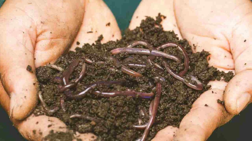 fertilizer