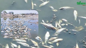 गर्मी में मछलियों पर मंडराने लगता है संकट, वक्त रहते कदम न उठाए तो होगा भारी नुकसान