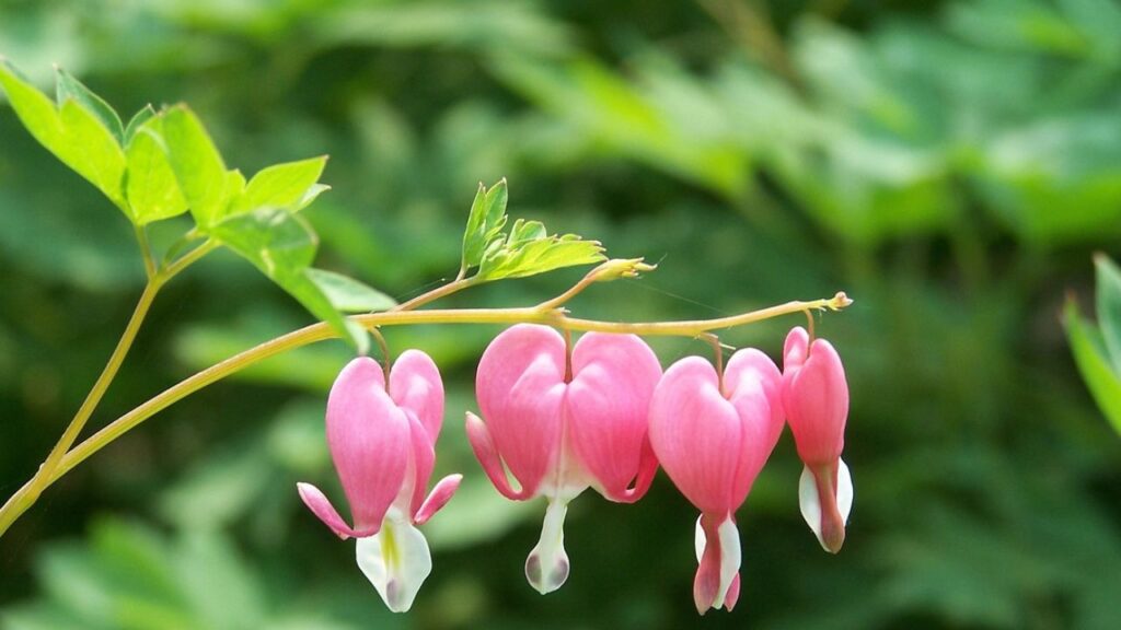 यह पौधा खासतौर पर जंगली इलाकों में पाया जाता है. इसकी ग्रोथ कम धूप वाले जगहों पर अच्छे से होती है. यह लगभग 2 फीट ऊंचा और यह 30 इंच चौड़ा होता है. 