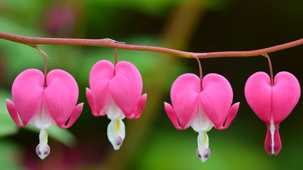 इस पौधे को ज्यादा देखरेख की जरूरत नहीं होती है. एक एक बार लगाने के बाद यह अपने आप ही हर बार उगने लगते हैं. जब पौधा सूखने लगे और पत्तियां पीली पड़ने लगें, तो आप इसकी कटाई कर सकते हैं.