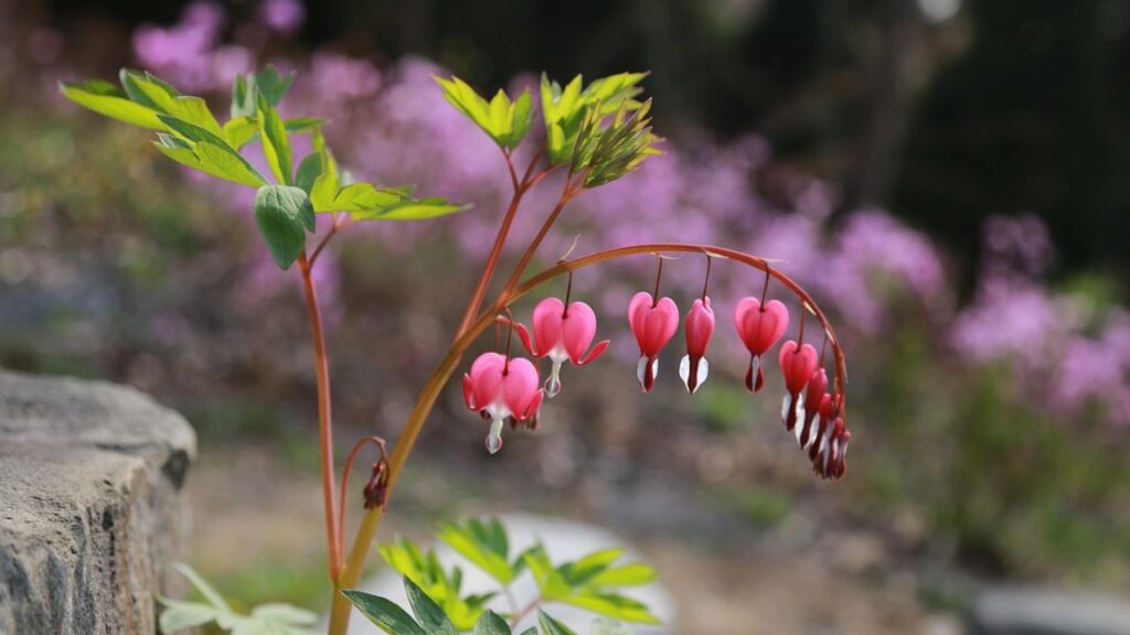 यह पौधा स्प्रिंग सीजन में बेहतर ढंग से खिलता है. वहीं इसके फूल गर्मियों की शुरुआत में ही मुरझाने लगते हैं. यह पौधा ऐसी मिट्टी में पनपता है जिसमें जैविक पदार्थ भरपूर मात्रा में होते हैं और पर्याप्त जल निकासी हो. 
