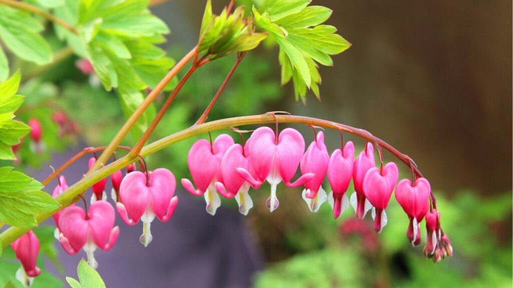 ब्लीडिंग हार्ट, जिसे लैम्प्रोकैप्नोस स्पेक्टेबिलिस भी कहते हैं, एक सुंदर बारहमासी पौधा है जो पहले 19वीं सदी में काफी फेमस हुआ करता था, लेकिन अब यह आम हो गया है और आसानी से मिल जाता है. 